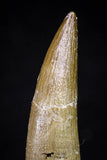 20910 - Nicely Preserved 2.08 Inch Partially Rooted Elasmosaur (Zarafasaura oceanis) Tooth