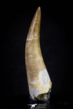 20910 - Nicely Preserved 2.08 Inch Partially Rooted Elasmosaur (Zarafasaura oceanis) Tooth