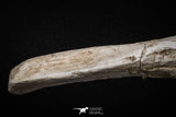 08051 - Top Quality 9.57 Inch Elasmosaurus (Zarafasaura oceanis) Vertebra Bone