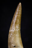 20910 - Nicely Preserved 2.08 Inch Partially Rooted Elasmosaur (Zarafasaura oceanis) Tooth