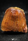 06314 - Beautiful 0.68 Inch Hamadasuchus rebouli Crocodile Tooth Cretaceous KemKem Beds