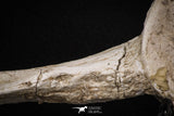 08051 - Top Quality 9.57 Inch Elasmosaurus (Zarafasaura oceanis) Vertebra Bone