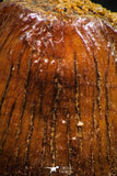 06314 - Beautiful 0.68 Inch Hamadasuchus rebouli Crocodile Tooth Cretaceous KemKem Beds
