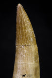 20910 - Nicely Preserved 2.08 Inch Partially Rooted Elasmosaur (Zarafasaura oceanis) Tooth