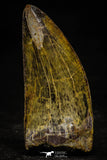 22349 - Beautiful 3.26 Inch Carcharodontosaurus Dinosaur Tooth KemKem