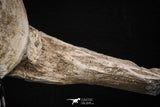 08051 - Top Quality 9.57 Inch Elasmosaurus (Zarafasaura oceanis) Vertebra Bone