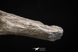 08051 - Top Quality 9.57 Inch Elasmosaurus (Zarafasaura oceanis) Vertebra Bone