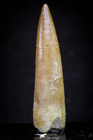 20911 - Nicely Preserved 1.85 Inch Partially Rooted Elasmosaur (Zarafasaura oceanis) Tooth