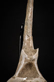 08051 - Top Quality 9.57 Inch Elasmosaurus (Zarafasaura oceanis) Vertebra Bone