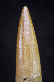 20911 - Nicely Preserved 1.85 Inch Partially Rooted Elasmosaur (Zarafasaura oceanis) Tooth