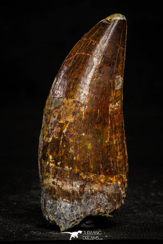 22350 - Top Beautiful 3.69 Inch Carcharodontosaurus Dinosaur Tooth KemKem