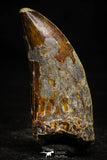 22350 - Top Beautiful 3.69 Inch Carcharodontosaurus Dinosaur Tooth KemKem