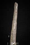 08051 - Top Quality 9.57 Inch Elasmosaurus (Zarafasaura oceanis) Vertebra Bone