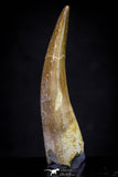 20911 - Nicely Preserved 1.85 Inch Partially Rooted Elasmosaur (Zarafasaura oceanis) Tooth