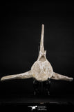 08051 - Top Quality 9.57 Inch Elasmosaurus (Zarafasaura oceanis) Vertebra Bone