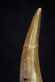 20911 - Nicely Preserved 1.85 Inch Partially Rooted Elasmosaur (Zarafasaura oceanis) Tooth