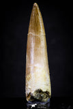 20911 - Nicely Preserved 1.85 Inch Partially Rooted Elasmosaur (Zarafasaura oceanis) Tooth
