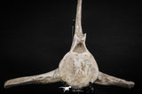 08051 - Top Quality 9.57 Inch Elasmosaurus (Zarafasaura oceanis) Vertebra Bone