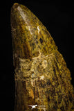 22351 - Well Preserved 3.73 Inch Carcharodontosaurus Dinosaur Tooth KemKem
