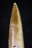 20911 - Nicely Preserved 1.85 Inch Partially Rooted Elasmosaur (Zarafasaura oceanis) Tooth