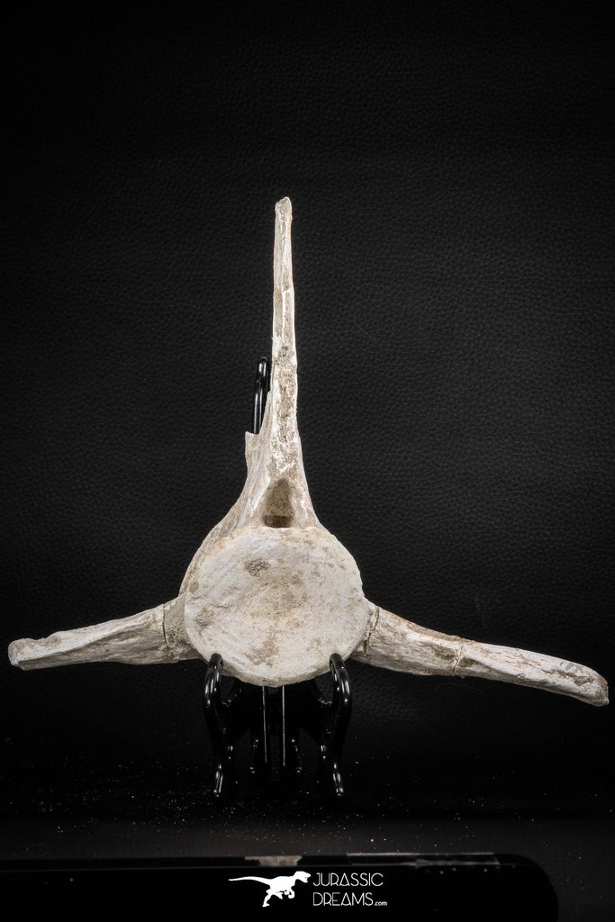 08051 - Top Quality 9.57 Inch Elasmosaurus (Zarafasaura oceanis) Vertebra Bone