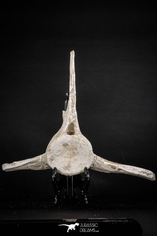 08051 - Top Quality 9.57 Inch Elasmosaurus (Zarafasaura oceanis) Vertebra Bone