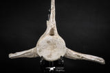 08051 - Top Quality 9.57 Inch Elasmosaurus (Zarafasaura oceanis) Vertebra Bone