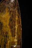 22352 - Top Beautiful 3.69 Inch Carcharodontosaurus Dinosaur Tooth KemKem