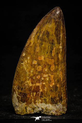 22352 - Top Beautiful 3.69 Inch Carcharodontosaurus Dinosaur Tooth KemKem