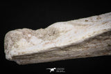 08051 - Top Quality 9.57 Inch Elasmosaurus (Zarafasaura oceanis) Vertebra Bone