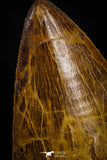 22352 - Top Beautiful 3.69 Inch Carcharodontosaurus Dinosaur Tooth KemKem