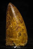 22352 - Top Beautiful 3.69 Inch Carcharodontosaurus Dinosaur Tooth KemKem