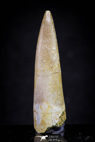 20912 - Nicely Preserved 1.77 Inch Partially Rooted Elasmosaur (Zarafasaura oceanis) Tooth