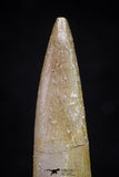 20912 - Nicely Preserved 1.77 Inch Partially Rooted Elasmosaur (Zarafasaura oceanis) Tooth