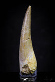 20912 - Nicely Preserved 1.77 Inch Partially Rooted Elasmosaur (Zarafasaura oceanis) Tooth