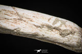 08051 - Top Quality 9.57 Inch Elasmosaurus (Zarafasaura oceanis) Vertebra Bone