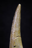 20912 - Nicely Preserved 1.77 Inch Partially Rooted Elasmosaur (Zarafasaura oceanis) Tooth