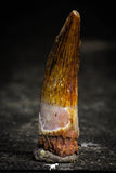 22353 - Well Preserved 1.46 Inch Spinosaurus Dinosaur Tooth Cretaceous