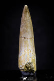 20912 - Nicely Preserved 1.77 Inch Partially Rooted Elasmosaur (Zarafasaura oceanis) Tooth