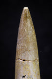 20912 - Nicely Preserved 1.77 Inch Partially Rooted Elasmosaur (Zarafasaura oceanis) Tooth