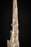 08051 - Top Quality 9.57 Inch Elasmosaurus (Zarafasaura oceanis) Vertebra Bone