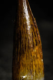 22353 - Well Preserved 1.46 Inch Spinosaurus Dinosaur Tooth Cretaceous