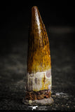 22353 - Well Preserved 1.46 Inch Spinosaurus Dinosaur Tooth Cretaceous