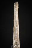 08051 - Top Quality 9.57 Inch Elasmosaurus (Zarafasaura oceanis) Vertebra Bone