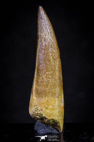 20913 - Nicely Preserved 1.63 Inch Partially Rooted Elasmosaur (Zarafasaura oceanis) Tooth