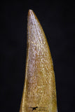 20913 - Nicely Preserved 1.63 Inch Partially Rooted Elasmosaur (Zarafasaura oceanis) Tooth