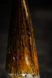 22353 - Well Preserved 1.46 Inch Spinosaurus Dinosaur Tooth Cretaceous