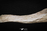 08052 - Top Quality 7.13 Inch Elasmosaurus (Zarafasaura oceanis) Vertebra Bone