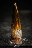 22353 - Well Preserved 1.46 Inch Spinosaurus Dinosaur Tooth Cretaceous