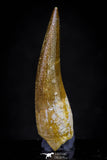 20913 - Nicely Preserved 1.63 Inch Partially Rooted Elasmosaur (Zarafasaura oceanis) Tooth